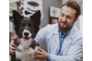 Animal Science Pathway